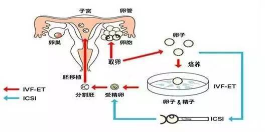 育儿网育儿博客：婴幼儿早期教育干预策略